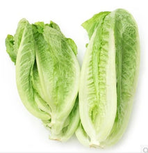 100 Pcs Lettuce Seeds Good Taste Easy To Grow Great Salad Dhoice DIY Home Garden Seeds Vegetables Rich Vitamins Chinese Leaves