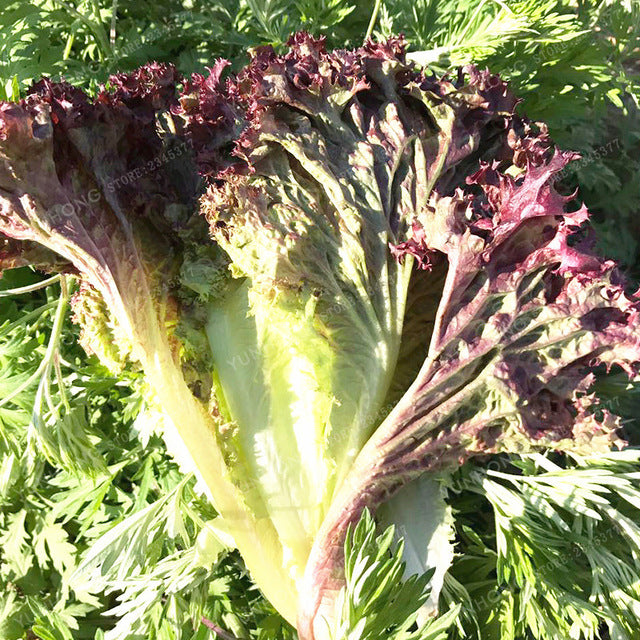 100 Pcs Lettuce Seeds Good Taste Easy To Grow Great Salad Dhoice DIY Home Garden Seeds Vegetables Rich Vitamins Chinese Leaves