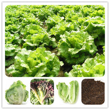 100 Pcs Lettuce Seeds Good Taste Easy To Grow Great Salad Dhoice DIY Home Garden Seeds Vegetables Rich Vitamins Chinese Leaves
