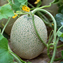 50PCS Japan Fruit Cantaloupe Melon Seeds Original Superior Honey Dew Green Flesh Great Vegetable Seeds~Delicious Muskmelon Seeds