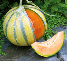 50PCS Japan Fruit Cantaloupe Melon Seeds Original Superior Honey Dew Green Flesh Great Vegetable Seeds~Delicious Muskmelon Seeds