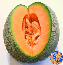 50PCS Japan Fruit Cantaloupe Melon Seeds Original Superior Honey Dew Green Flesh Great Vegetable Seeds~Delicious Muskmelon Seeds