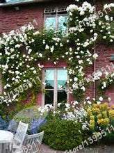 Flowers Seed For Garden Climbing Rose 50pcs China Rosebush Great Promotion Plants Planters Bonsai Seeds Balcony Decoration Pot