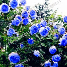 Flowers Seed For Garden Climbing Rose 50pcs China Rosebush Great Promotion Plants Planters Bonsai Seeds Balcony Decoration Pot