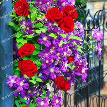 Flowers Seed For Garden Climbing Rose 50pcs China Rosebush Great Promotion Plants Planters Bonsai Seeds Balcony Decoration Pot