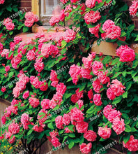 Flowers Seed For Garden Climbing Rose 50pcs China Rosebush Great Promotion Plants Planters Bonsai Seeds Balcony Decoration Pot