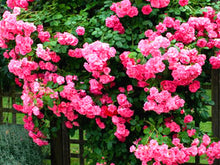 Flowers Seed For Garden Climbing Rose 50pcs China Rosebush Great Promotion Plants Planters Bonsai Seeds Balcony Decoration Pot