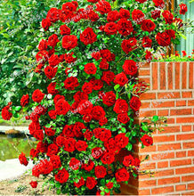 Flowers Seed For Garden Climbing Rose 50pcs China Rosebush Great Promotion Plants Planters Bonsai Seeds Balcony Decoration Pot